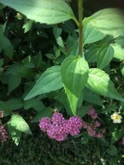 Spiraea splendens