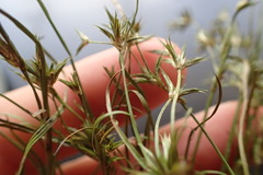 Juncus bufonius