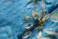 Eleocharis wolfii