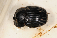 Copris minutus