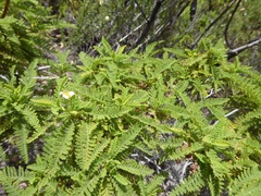 Chamaebatia australis