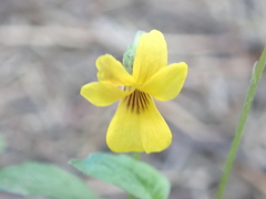 Viola purpurea
