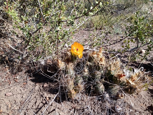 Maihueniopsis ovata