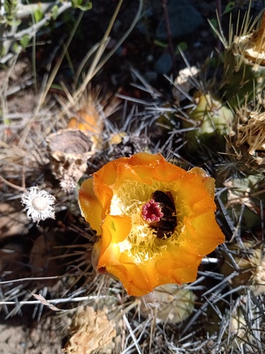 Maihueniopsis ovata