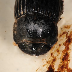 Copris minutus