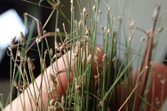 Eleocharis wolfii
