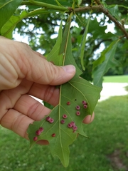 Phylloteras volutellae