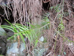 Pseudotsuga wilsoniana