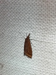 Microtheoris