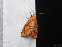 Sarbine flavodiscalis