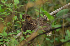 Antrostomus arizonae