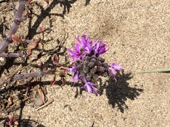 Monardella sinuata nigrescens