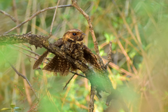 Antrostomus arizonae