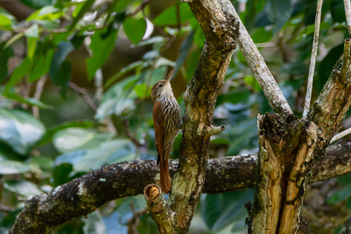 Scaled Woodcreeper (Scaled)
