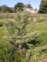 Hippophae rhamnoides