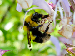 Bombus ruderatus