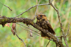 Antrostomus arizonae