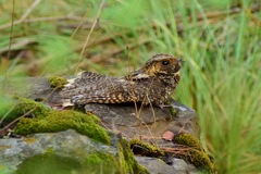 Antrostomus arizonae