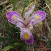 Iris × thompsonii - Photo (c) Jeff Goddard, algunos derechos reservados (CC BY-NC)