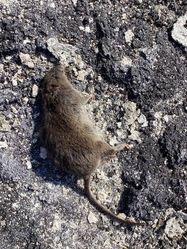 Small Fernandina Rice Rat (Nesoryzomys fernandinae) — Vulnerable Mammalia