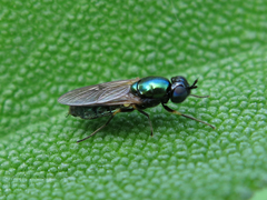 Chloromyia formosa