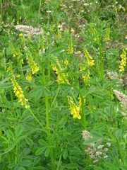 Melilotus altissimus