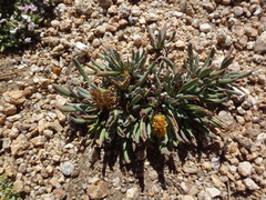 Packera werneriifolia