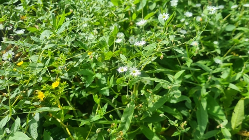 Image of Stellaria radians by (c) Tatiana Strus, some rights reserved (CC BY)