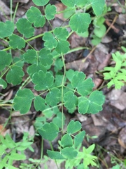Thalictrum venulosum