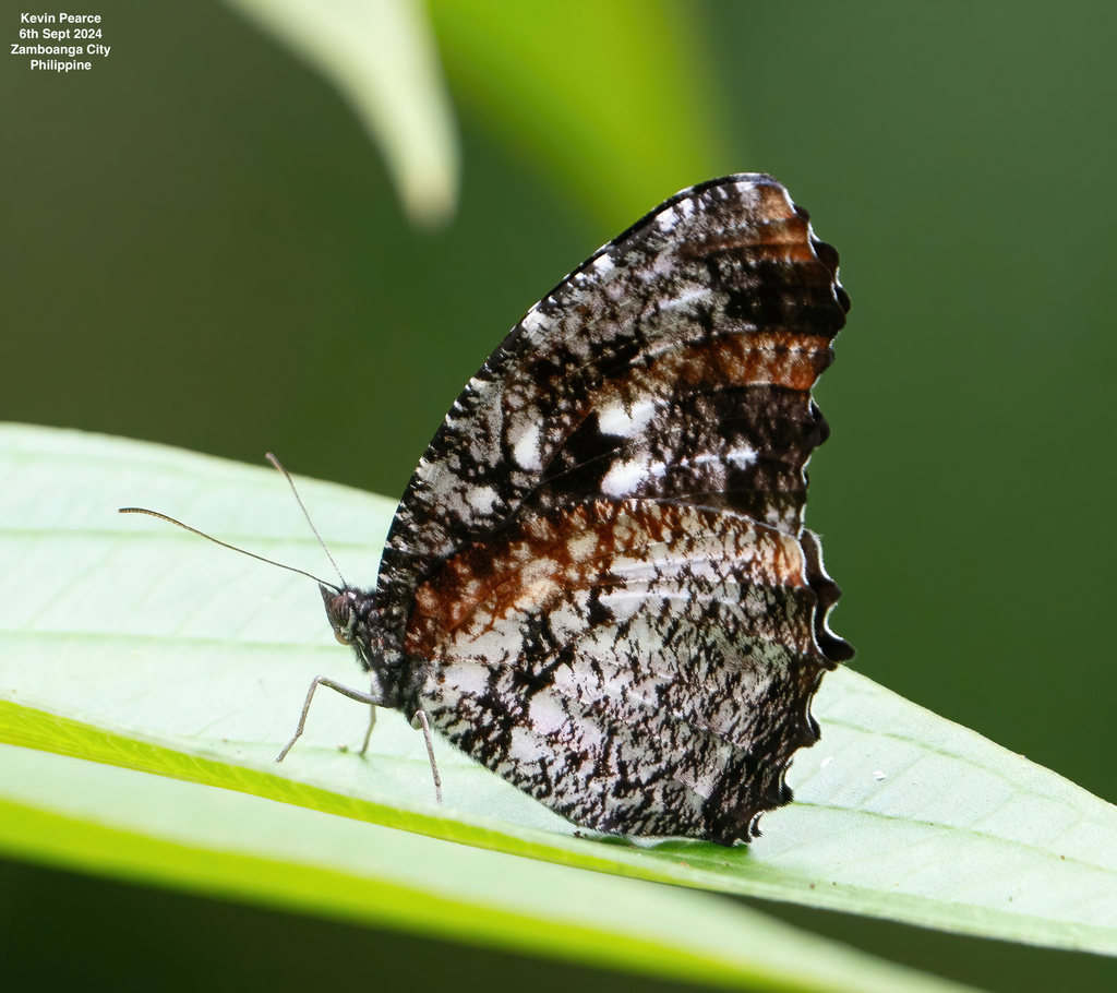 Elymnias casiphonides