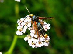 Pyropteron chrysidiforme