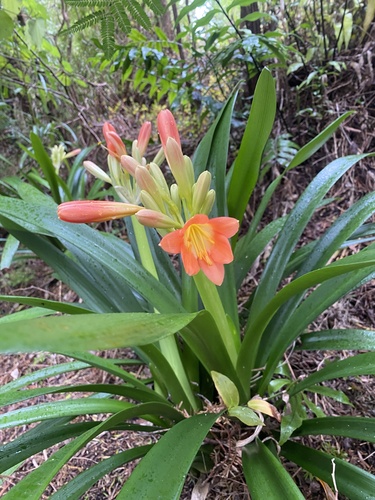 Image of Clivia miniata by (c) Caitlin Anderson, some rights reserved (CC BY)