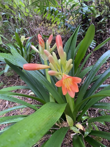 Image of Natal Lily (Clivia miniata) by (c) Caitlin Anderson, some rights reserved (CC BY)