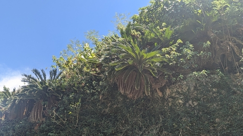 Image of Cycas revoluta by (c) Cheng-Te Hsu, some rights reserved (CC BY)