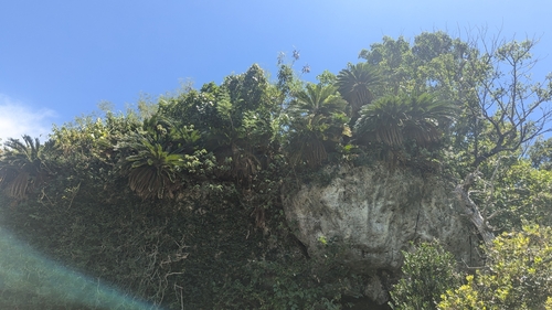 Cycas revoluta