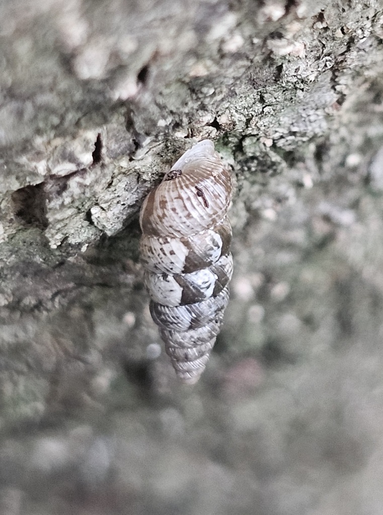 Land Dart