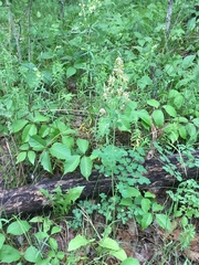 Thalictrum venulosum