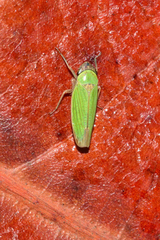 Chlorogonalia losoplanensis