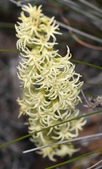 Holothrix schlechteriana