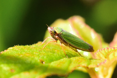 Chlorogonalia losoplanensis