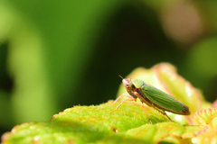 Chlorogonalia losoplanensis