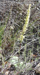 Holothrix schlechteriana