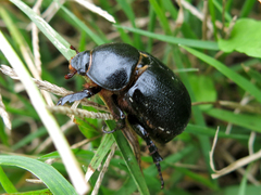 Pentodon bidens punctatus