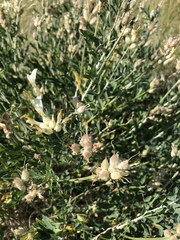 Astragalus albicaulis