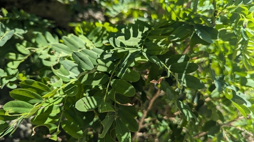 Indochina ormocarpum (Ormocarpum cochinchinense)