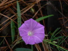 Ipomoea capillacea