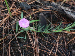 Ipomoea capillacea