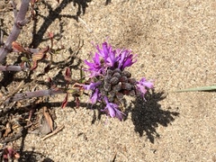 Monardella sinuata nigrescens