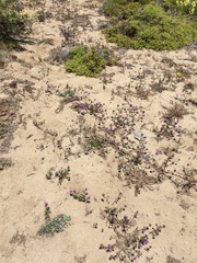 Monardella sinuata nigrescens
