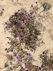 Monardella sinuata nigrescens